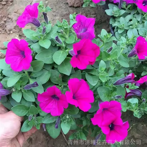 七一节日花卉 草花矮牵牛组摆花卉 盆栽牵牛花 山东矮牵牛花卉基地 洪坤花卉矮牵牛