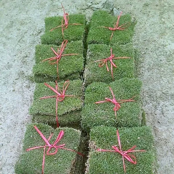 湖南郴州 马尼拉草坪 真草坪出售价格 铺种方法