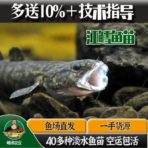 额河土著江鳕人工繁育基地 江鳕人工繁育技术 大河山鲶鱼苗批发
