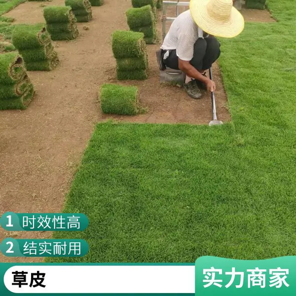 绿化草皮 台 湾草批发 基地 1cm~5cm 耐践踏 ***