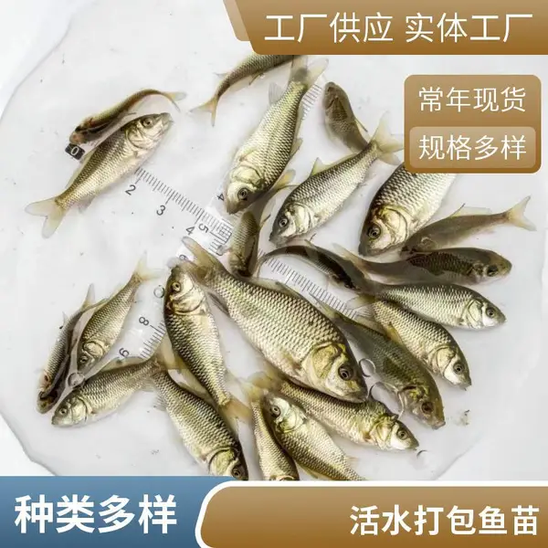 �۷�ˮ�������罨������ ������ǿ����ʡ��Ƭ������ֳ��ѡ����
