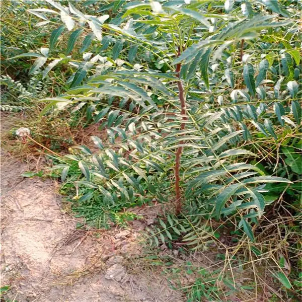 5亩文冠果文冠果树苗哪里有卖,文冠果树苗的种植技术,文冠果树苗的价格,文冠果树苗种植,文冠果的销路