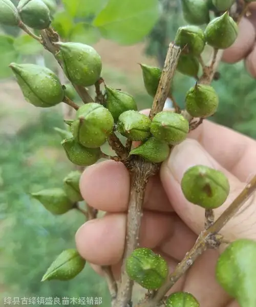 出售连翘苗-绛县药用连翘苗基地-两年药用连翘苗
