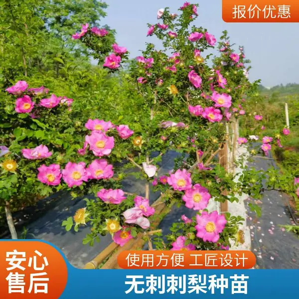 无刺刺梨加工果汁批发 无刺刺梨饮料 原汁销售