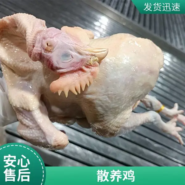 一手三鸟烧鸡窑鸡原材料新鲜散养矮脚黄鸡烧鸡窑鸡原材料屠宰场直销