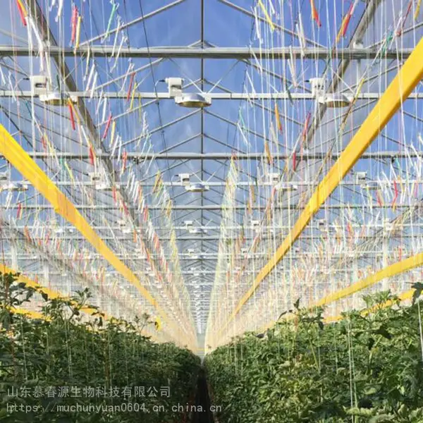 供应30公分X100米黄色粘虫带 树木防虫胶带灭虫果树粘虫胶带