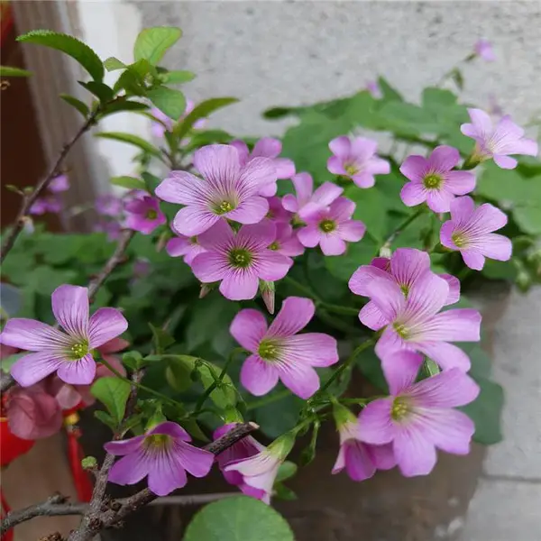 湖北酢浆草 公路两侧用草花 酢浆草批发