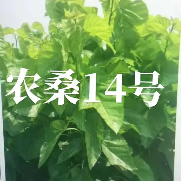 云南供应:农桑14号桑苗供应桐乡市永鸿苗木有限公司