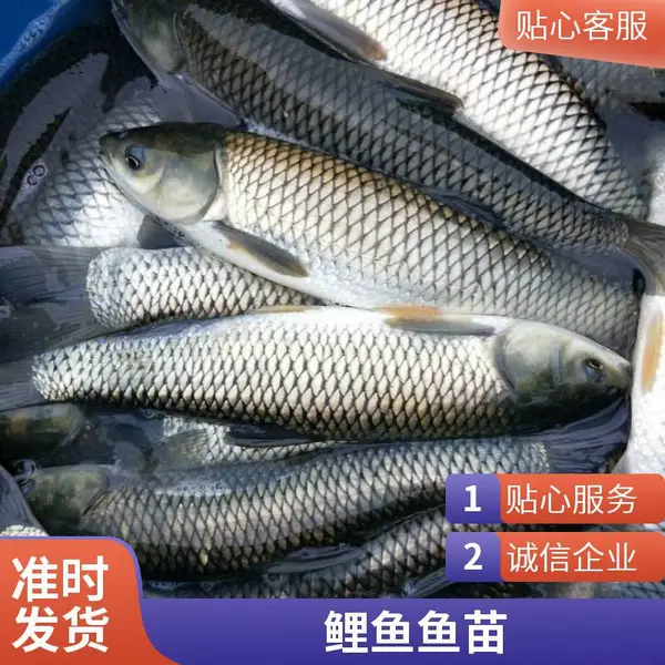 山东泰安本地草鱼苗鲤鱼鱼苗养殖场5-8cm鱼苗池塘补苗