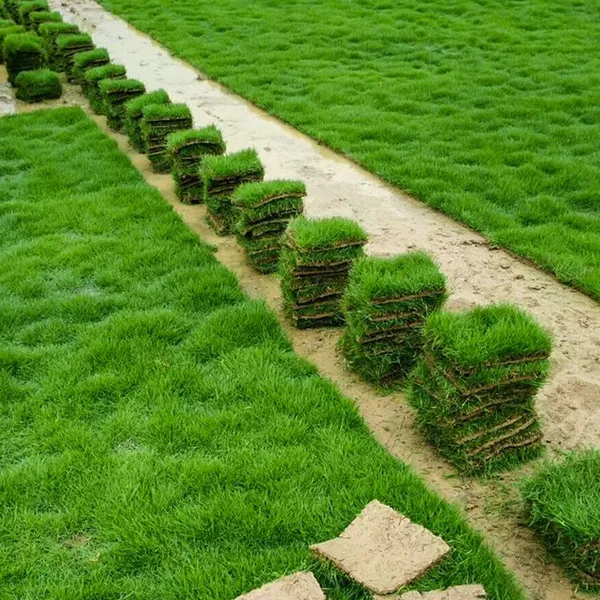 马尼拉草皮 湖北孝感护坡草籽出售价格 基地销售