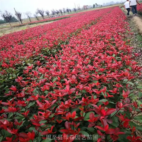周至红叶石楠 红叶石楠球 金森园林绿化小苗大量出货