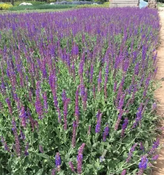 阜新绿化草花供应基地