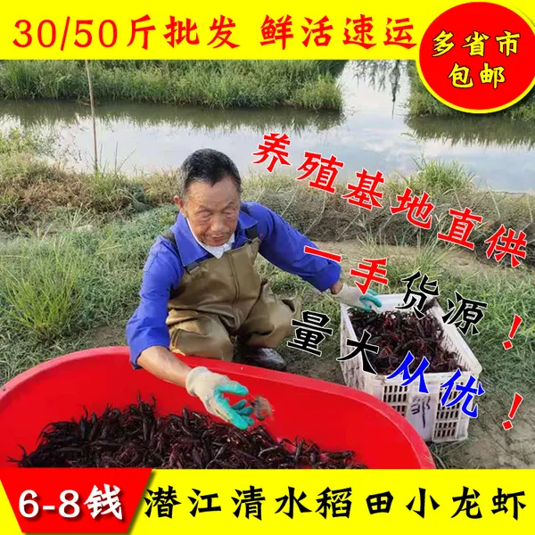湖北潜江冻虾批发量大从优 养殖基地直接发货 人工淡水养殖