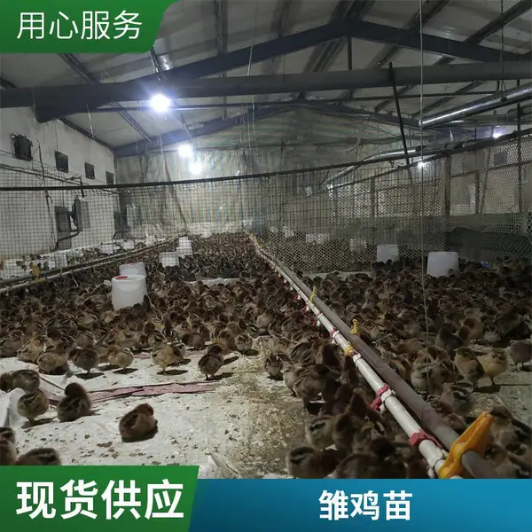 鑫天宏 养殖场培养供应青脚麻鸡 散养改良适应性强高脚土鸡苗