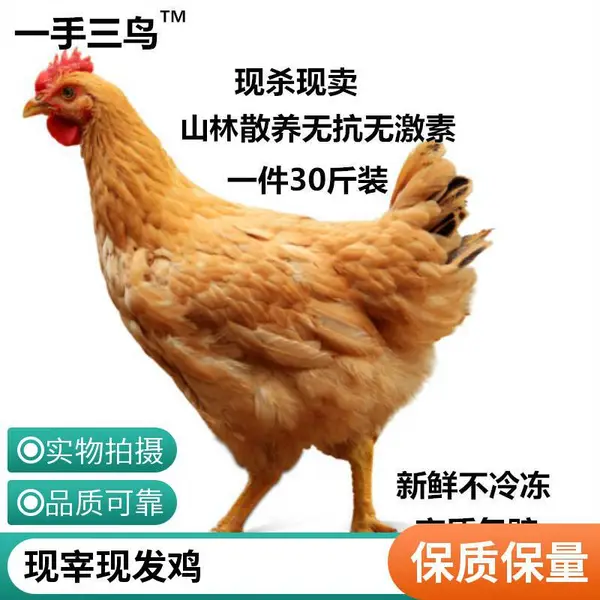 一手三鸟 三黄鸡批发 冷冻技术保障肉质新鲜 风味独特