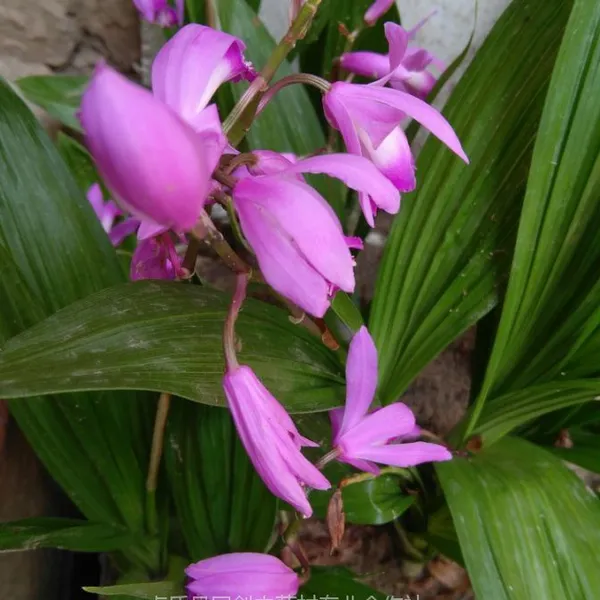 购买白芨种子种苗需要注意那些问题?紫花三叉白芨
