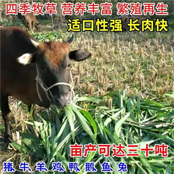 东北常青草种草籽公司批发高速公路护坡草种草种籽