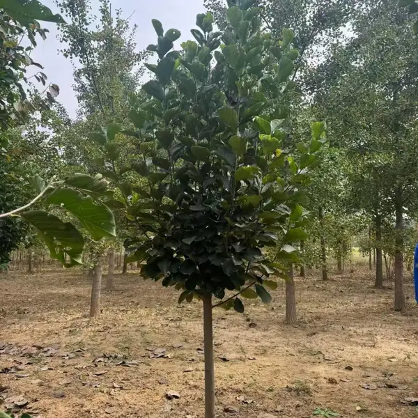 山东聊城白玉兰培育基地批发现挖现卖,7公分红玉兰树苗厂家上车价格,玉兰树苗产地供应商报价