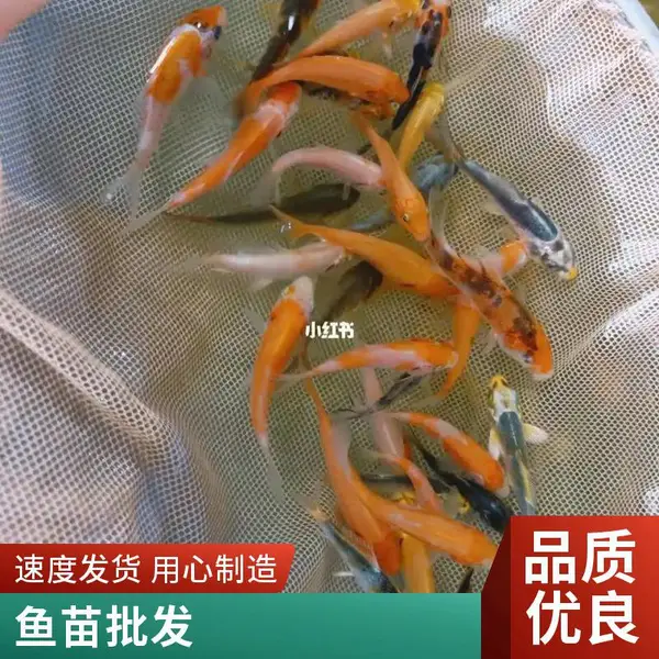 山东日照锦鲤鱼苗养殖场 自繁自养 观赏鱼苗 支持全国发货