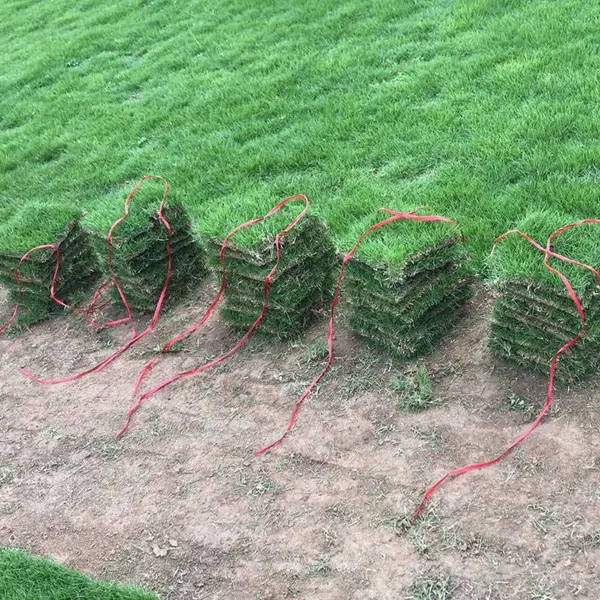 马尼拉草皮 福建莆田常用草皮出售价格 哪里有买