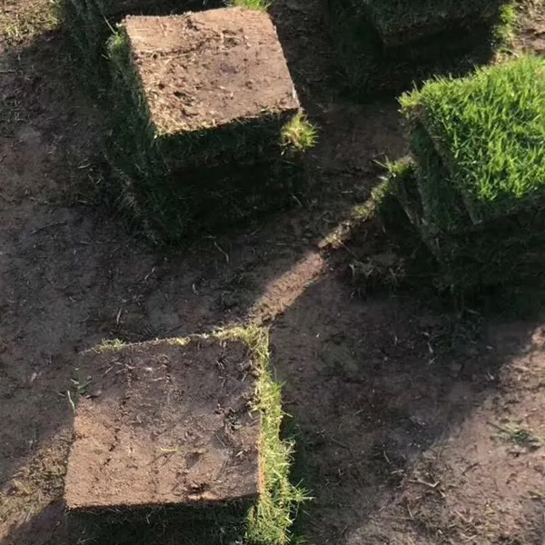 马尼拉草坪 湖北随州水库护坡用的混播草坪***格 哪里有卖的