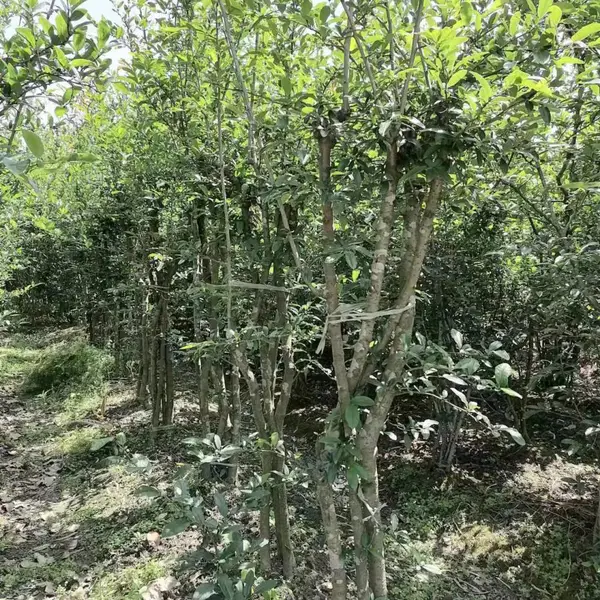 �������ź��ĳ��� ������������ �������ź��Ĺ�����