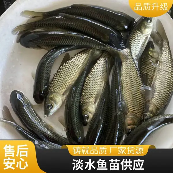 山东滨州本地草鱼苗鲤鱼鱼苗养殖场提供种苗购销协议长期合作