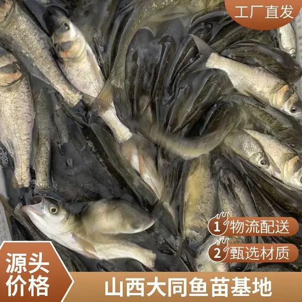 山西大同朔州黑鱼苗泥鳅鱼鱼苗养殖场 优质鱼苗供应商 支持批量订购