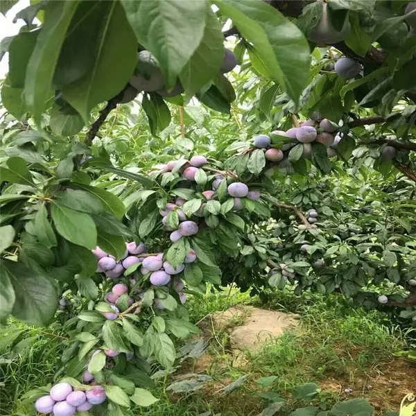 园林绿化红肉李子树苗 荒山造林种植果树 惠农农业