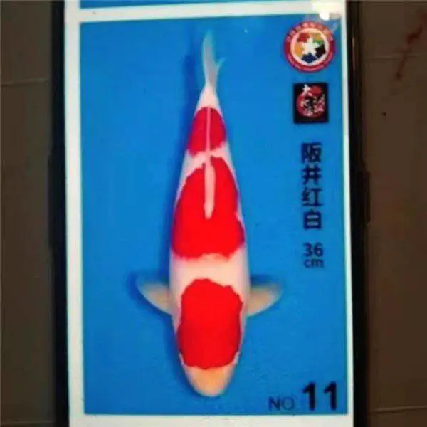 长兴水产 白写锦鲤 活体观赏鱼 淡水珍品 芥子黄金锦鲤采购