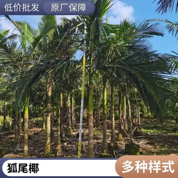 高3.5m 假槟榔 庭院造景 规格齐全基地批发 绿化工程苗木
