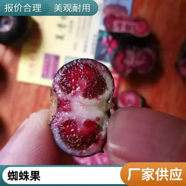 红果参苗批发 专业繁育技术团队 免费提供种植技术服务