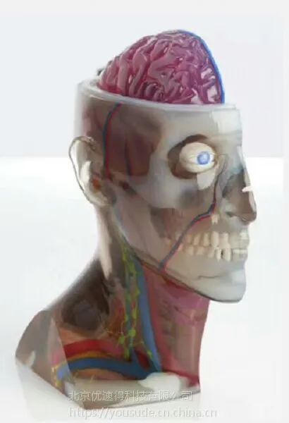 ***出售3D打印全彩透明树脂头部教学道具