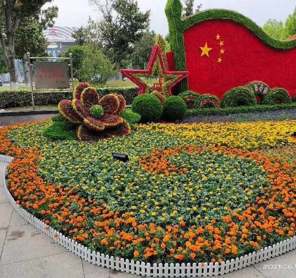 黑龙江山东花海小苗,芝樱花海