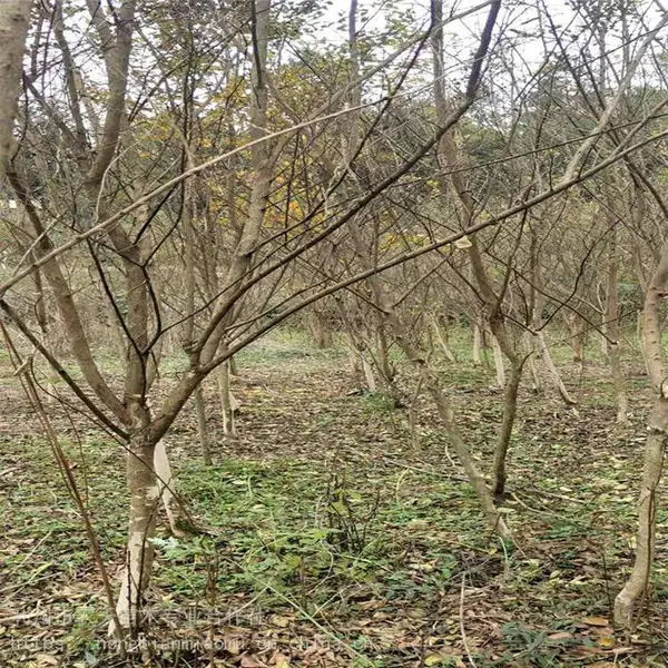 紫薇树存活*** 紫薇苗 农天苗木 红火球 点击查看