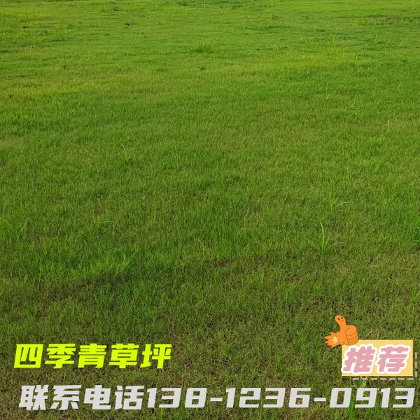 ��Ӧ�첥��ƺ �ļ����Ƥ ��԰�����̻����̲�ƺ