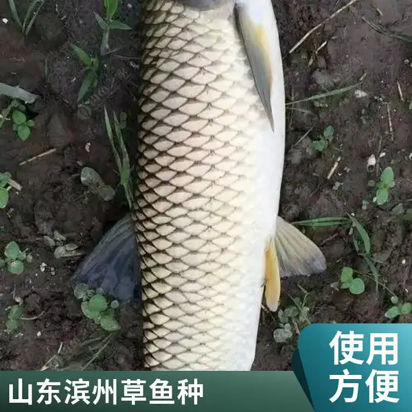 山东滨州本地草鱼苗鲤鱼鱼苗养殖场批发零售鲤草鱼种价格优惠