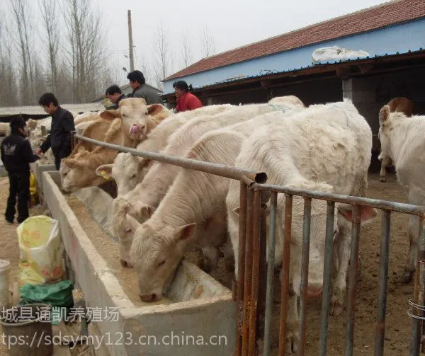 供应夏洛莱牛 活牛 牛犊 现在肉牛犊价格 肉牛犊出售信息 免费运输