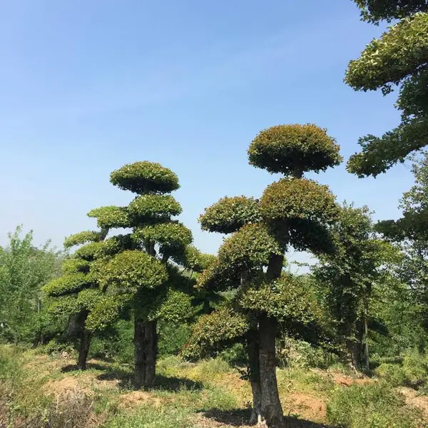 供应湖北对节白蜡小苗