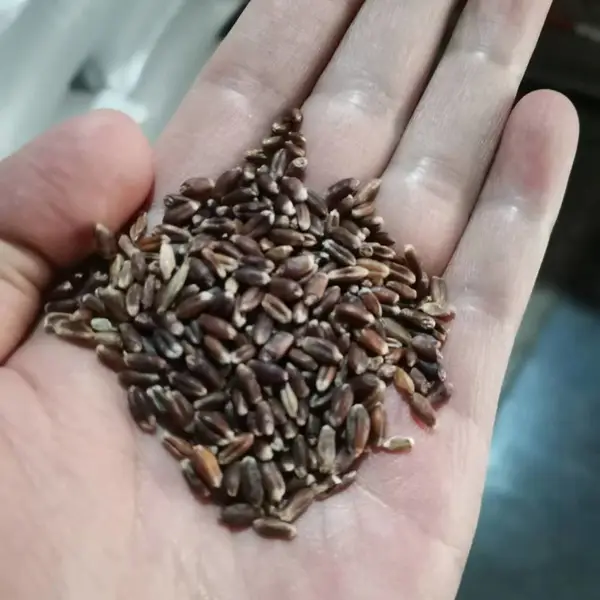 黑小麦