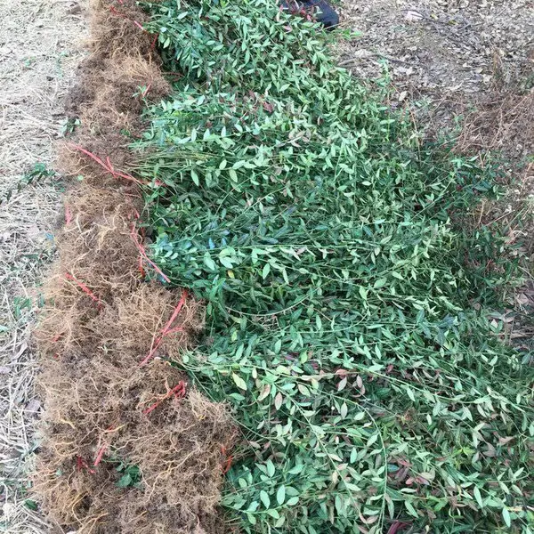 小叶女贞树苗 庭院道路绿化工程苗 大叶女贞苗