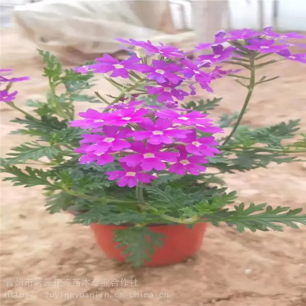 花海景观工程花海花苗基地一手供应