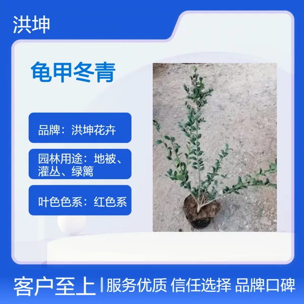 洪坤花卉 龟甲冬青 观叶植物 7月花期 园林美化优选