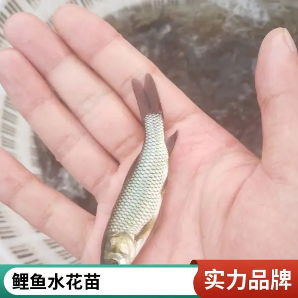 山东滨州本地草鱼苗鲤鱼鱼苗养殖场适合精养粗养草鱼种鲤鱼种