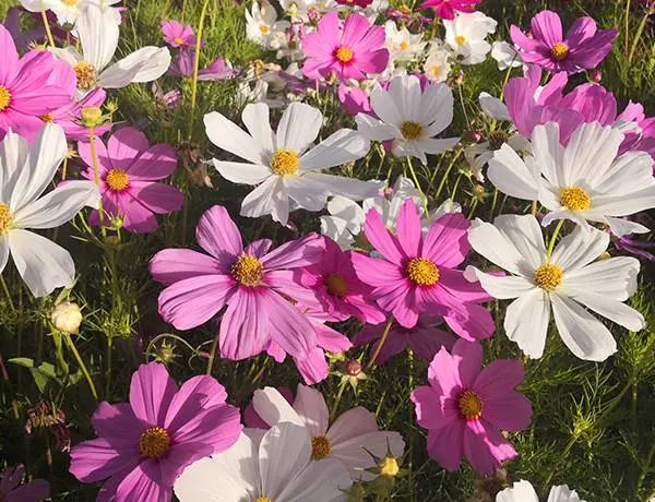 大花波斯菊 波斯菊种子混色格桑花种子籽 花种易活室内阳台