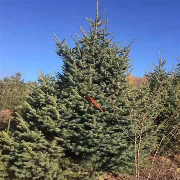 ��Ӧ2����ɼ3�ס�3.5�ס�4����ɼ��4.5��5����ɼ 6����ɼ��