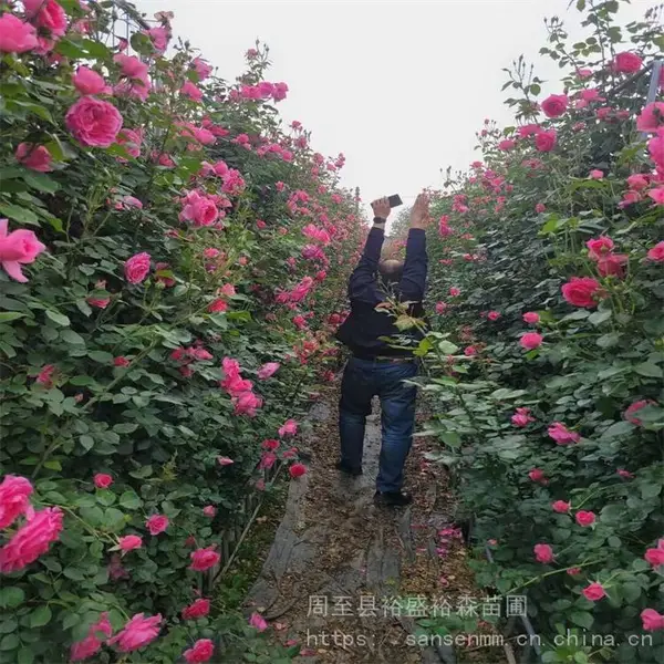 �������ٱ�Ǿޱ-��ľ����-�ٱ��¼�����3����