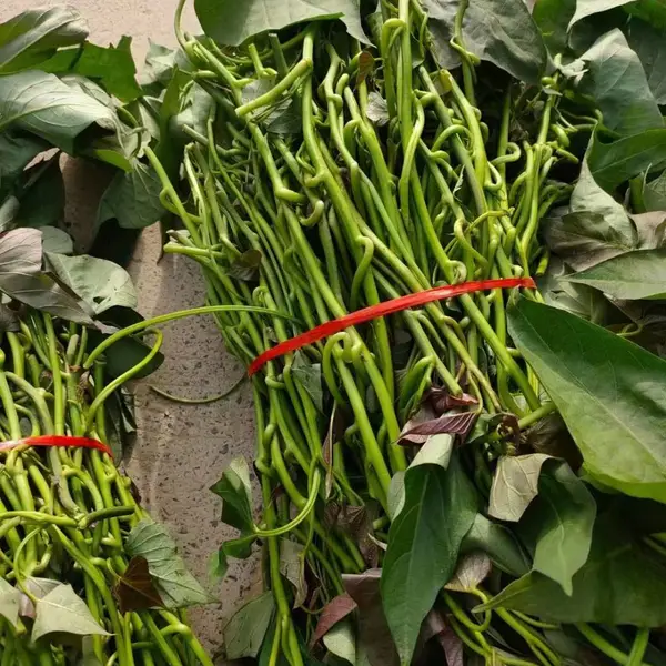 小马脱毒红薯苗脱毒高产高淀粉美国9408原种种薯-食用型栗子香