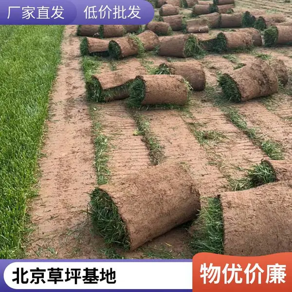 草坪铺装早熟禾草坪施工家庭庭院绿化基地通州