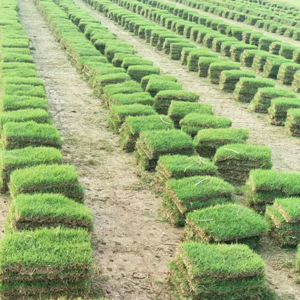 马尼拉草皮 广东梅州楼盘环境绿化用的草坪出售价格 量大从优